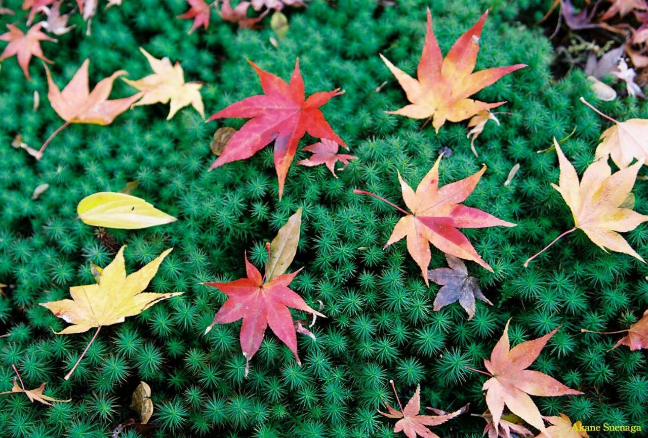 Yoshida * Kyoto